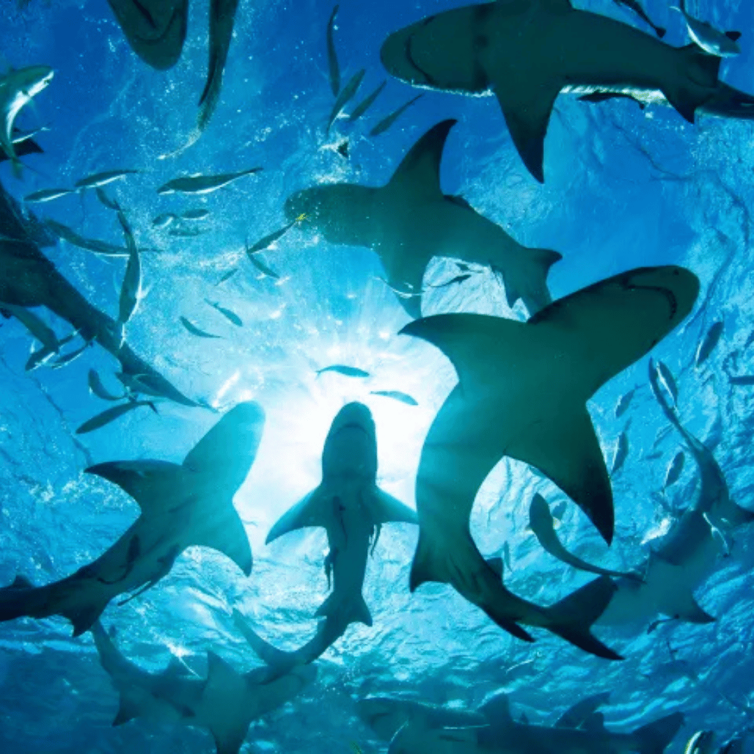 Dive with Sharks