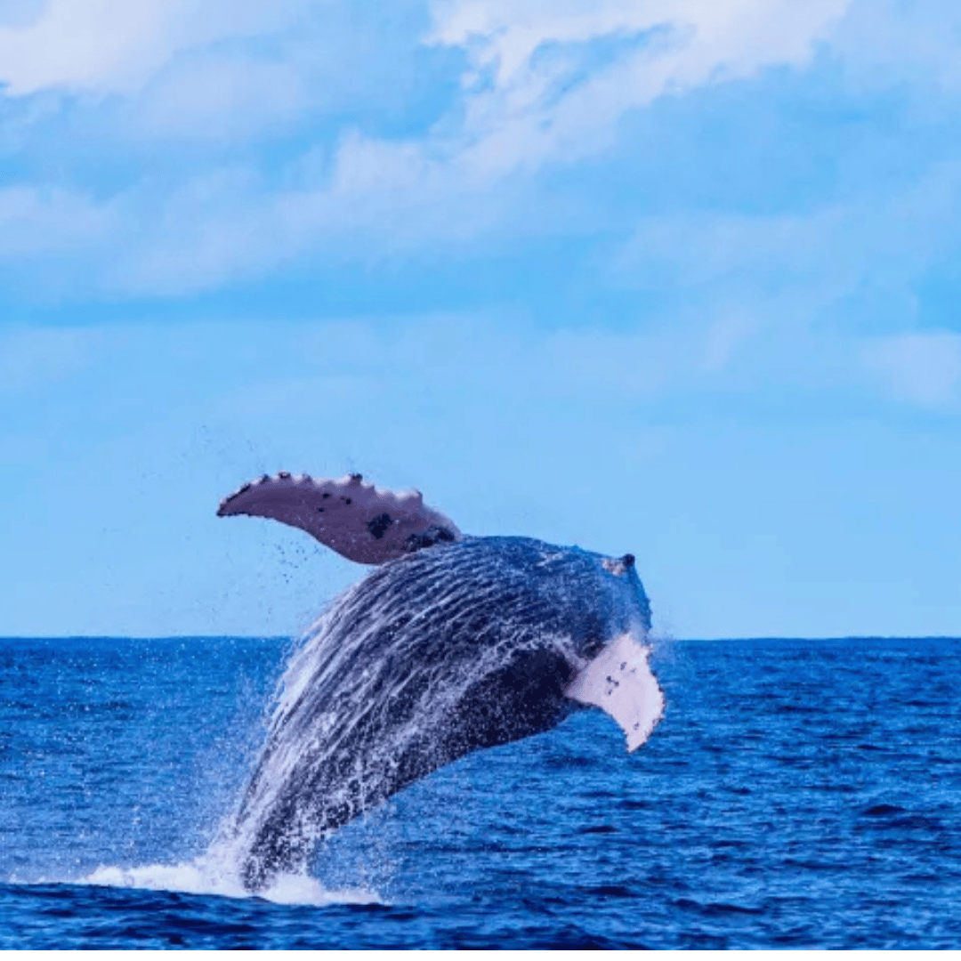 Whales & Marine Life Watching